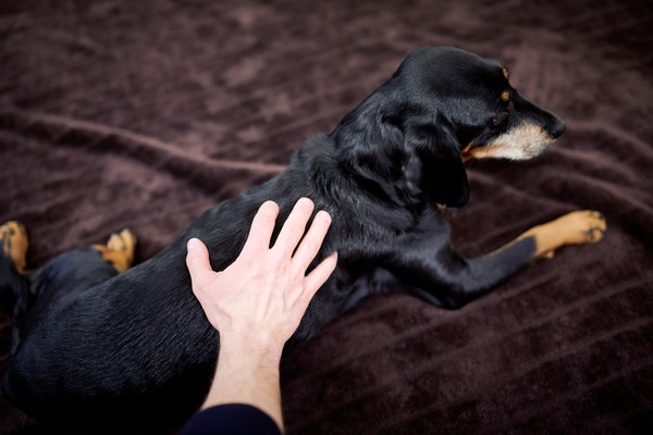 Therapiehund Fräulein