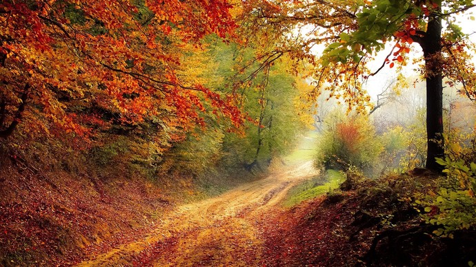 Waldweg im Herbst mit Sonneneinfall