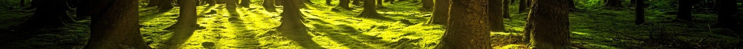 Die Sonne bescheint eine gesunde, saftig grüne Grasfläche in einem Wald