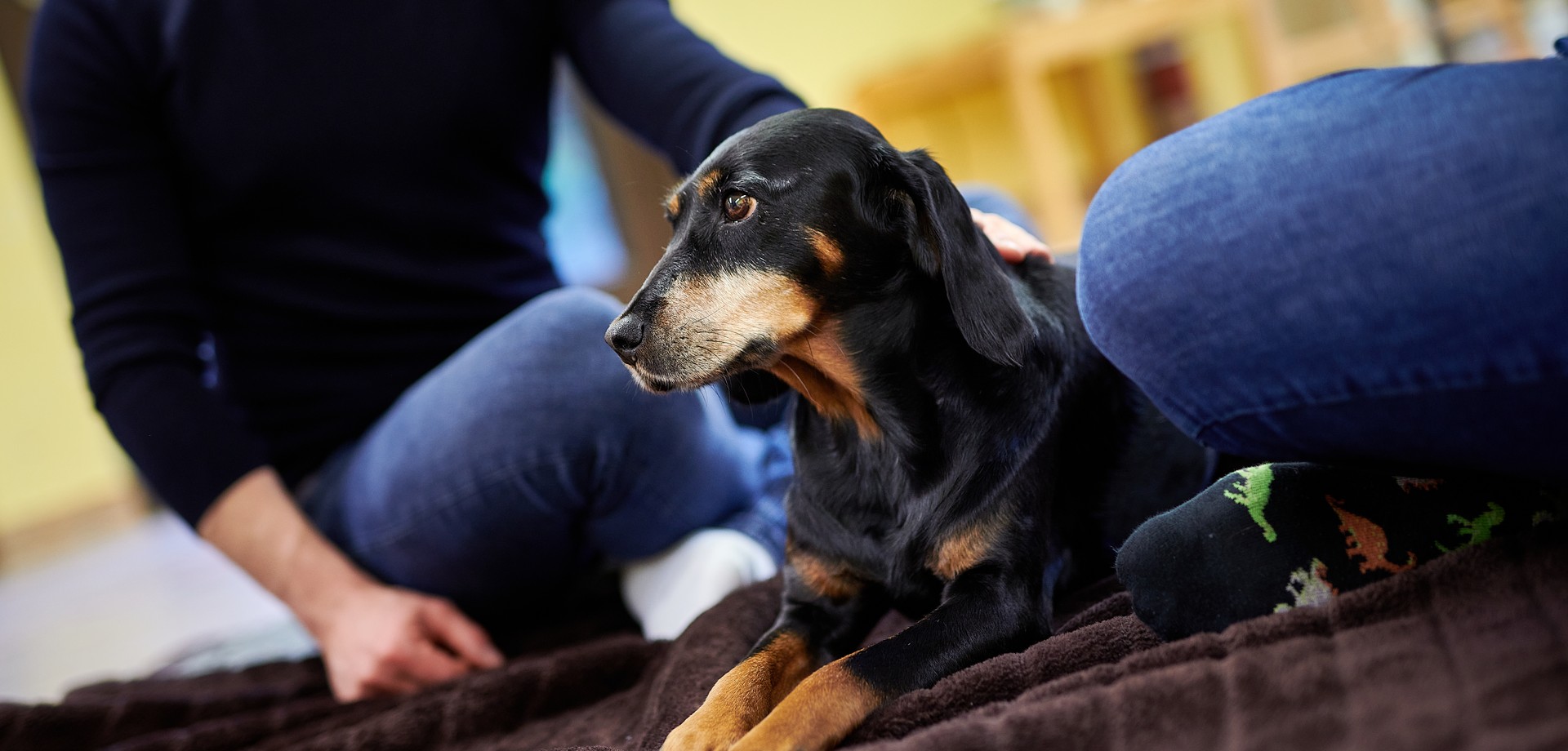 Therapiehündin Fräulein zwischen zwei Personen