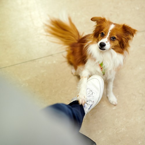 Ein Hund legt seine Pfote auf den Fuß eines Patienten.